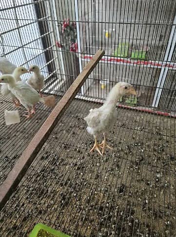 king size o shamo/high quality/white shamo chicks/aseel shamo chick 8