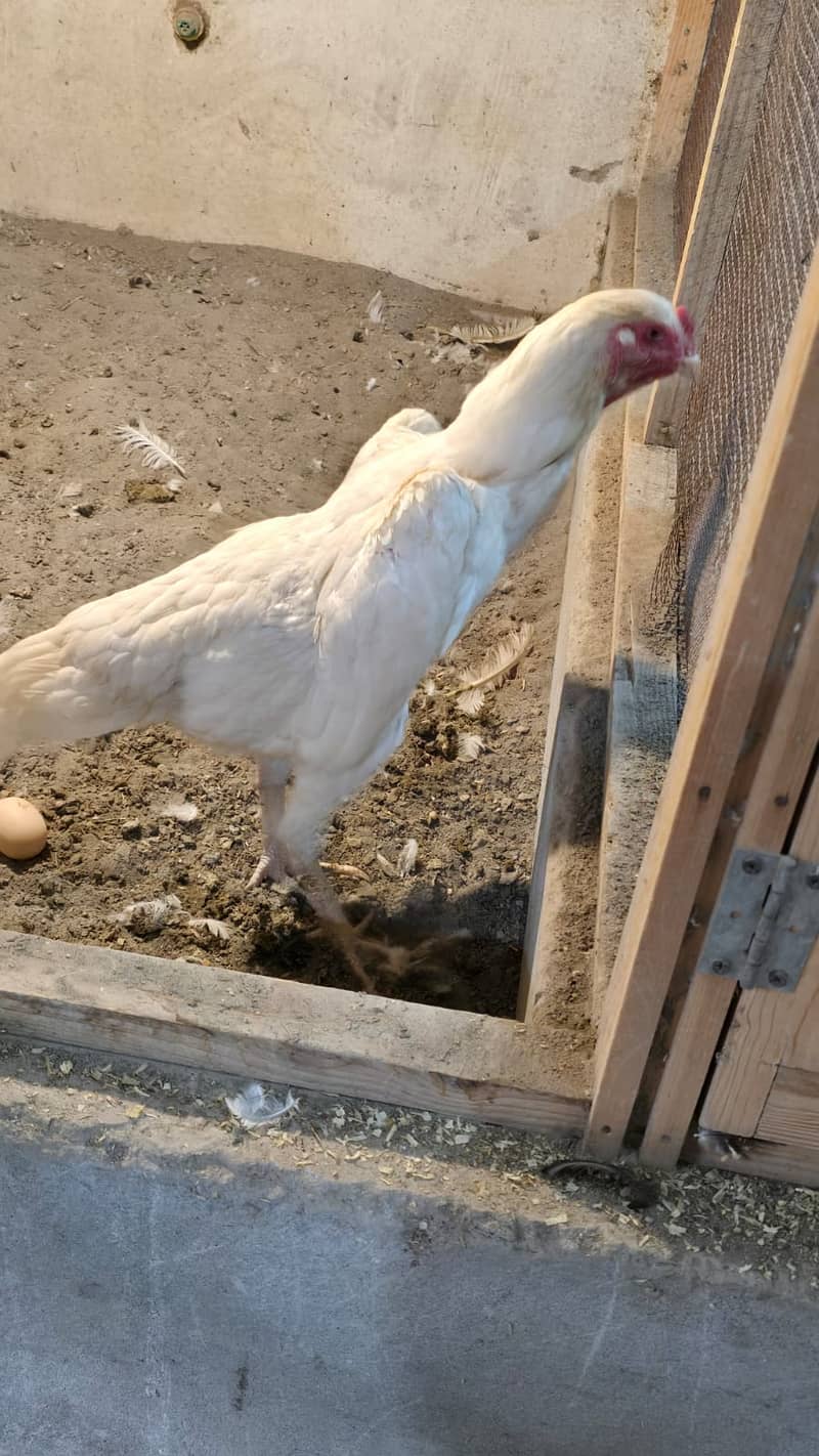 king size o shamo/high quality/white shamo chicks/aseel shamo chick 1