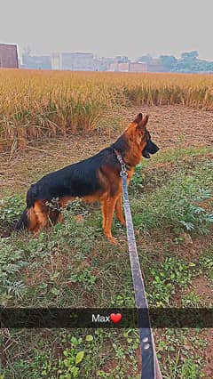 GSD male