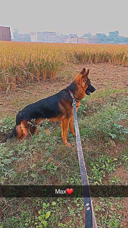 GSD male 0