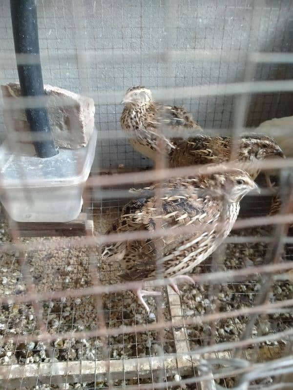 Batair/Quails 4