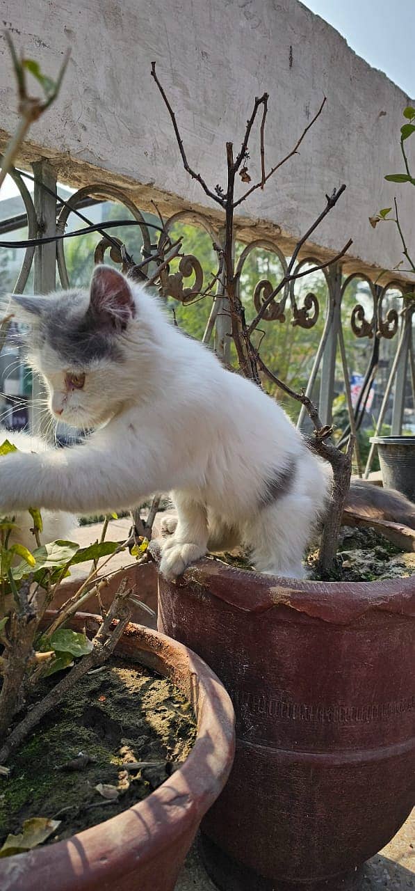 Persion Cat | Persion Kitten | Triple coated Kitten | Kittens For Sale 3