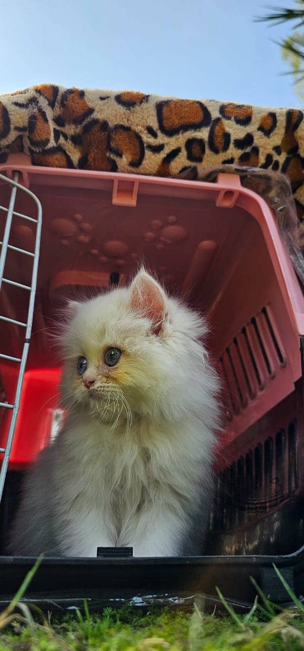 Persion Cat | Persion Kitten | Triple coated Kitten | Kittens For Sale 5