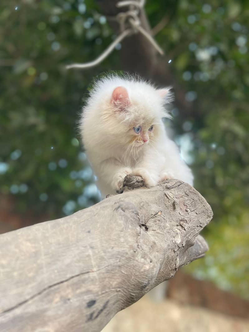 Persion Cat | Persion Kitten | Triple coated Kitten | Kittens For Sale 9