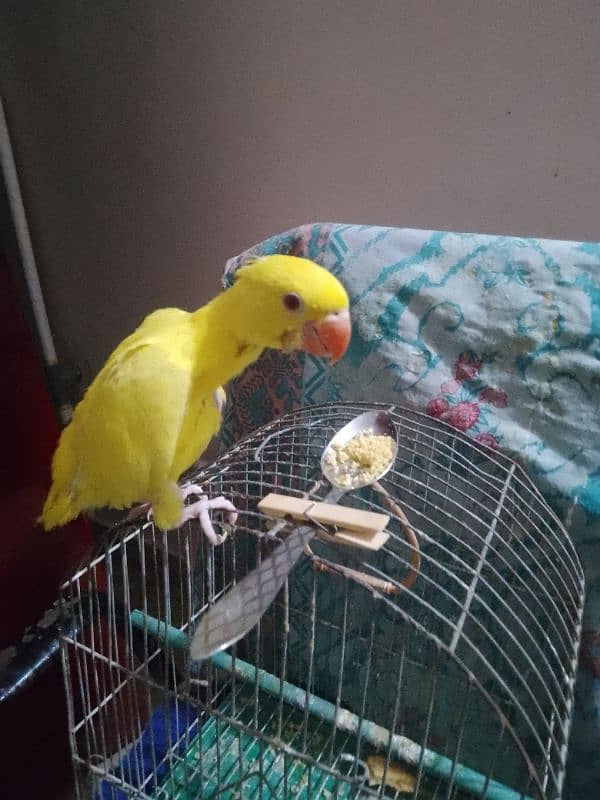 yellow Ring neck chick 1,5 month age 0