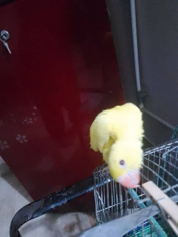 yellow Ring neck chick 1,5 month age 1