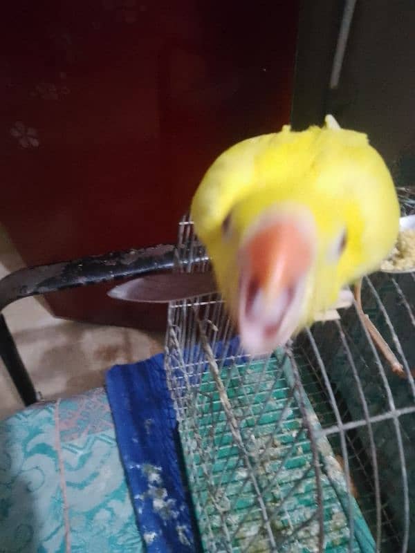 yellow Ring neck chick 1,5 month age 2