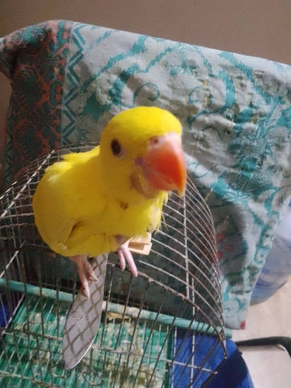 yellow Ring neck chick 1,5 month age 3