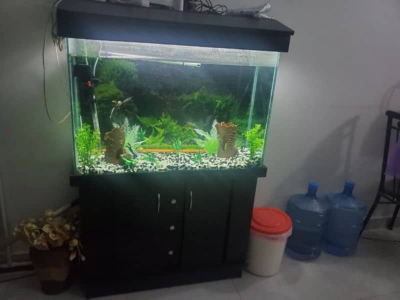 fish aquarium 1