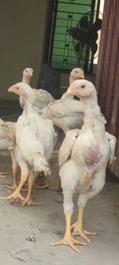 White O shamo chicks