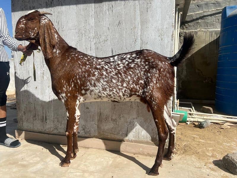 Makhi Cheena female for sale 0