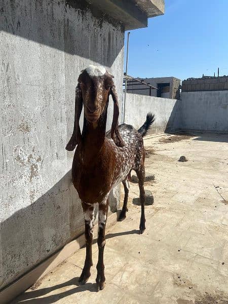 Makhi Cheena female for sale 1