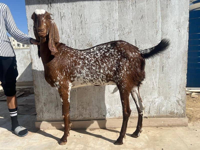 Makhi Cheena female for sale 2