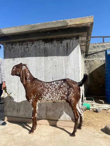 Makhi Cheena female for sale 3