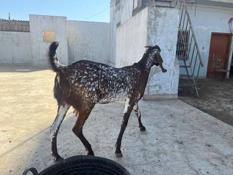 Makhi Cheena female for sale 4