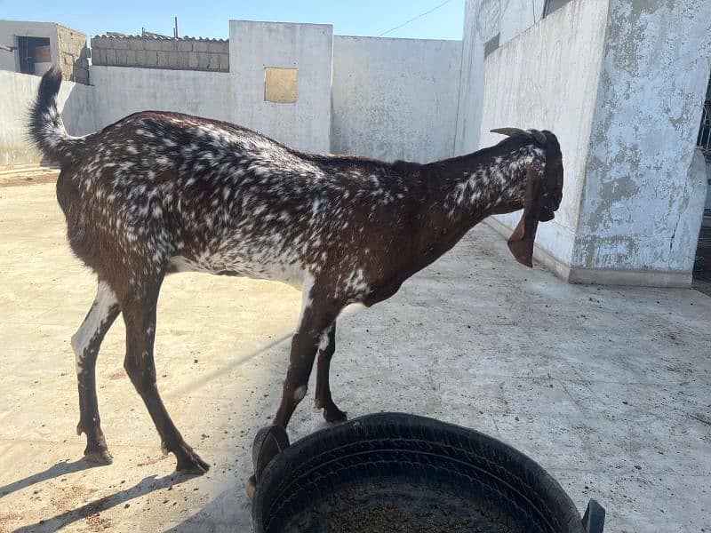 Makhi Cheena female for sale 5