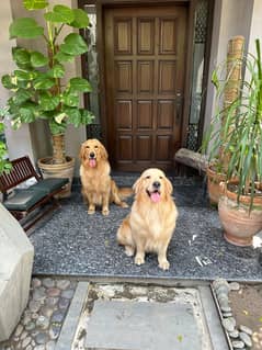 Golden Retriever