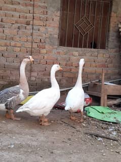 White Long Neck Ducks pair