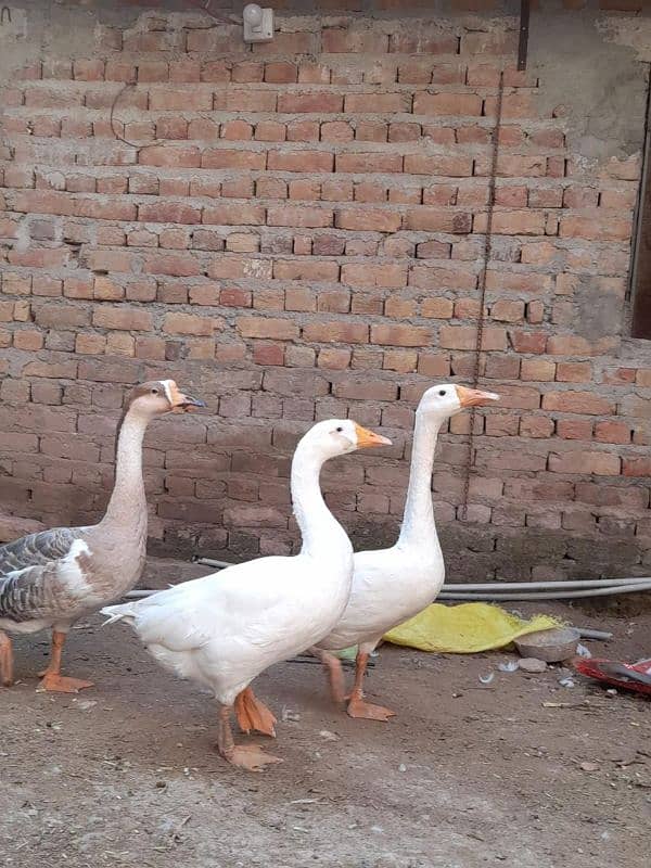 White Long Neck Ducks pair 1