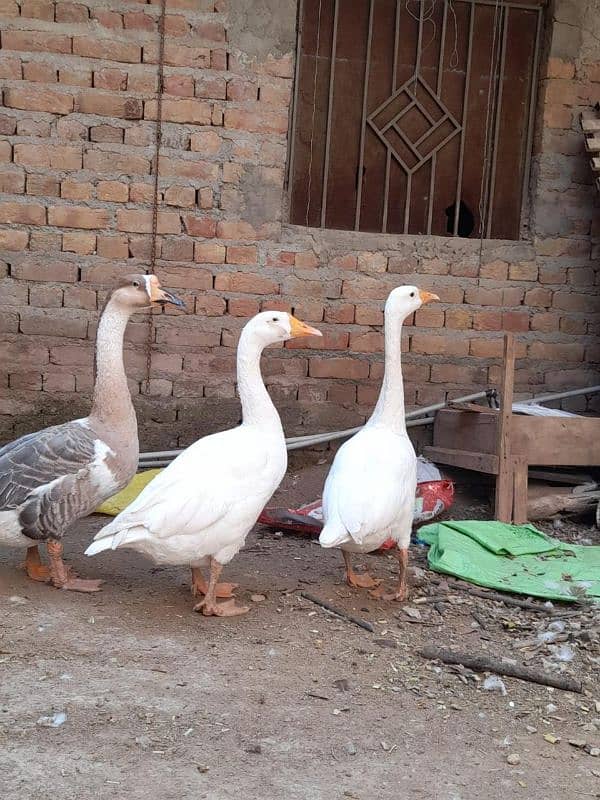 White Long Neck Ducks pair 2