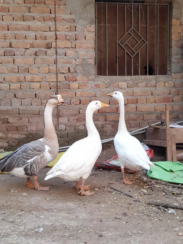 White Long Neck Ducks pair 3