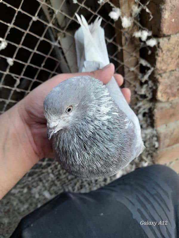 salety lakhay sialkoti teddy rampuri kabootar kabutar pigeons for sale 5