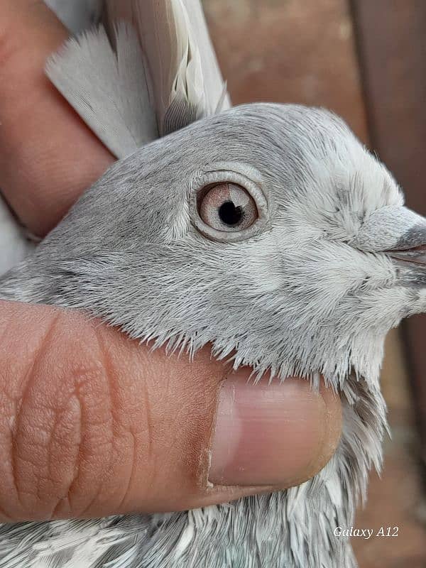 salety lakhay sialkoti teddy rampuri kabootar kabutar pigeons for sale 6