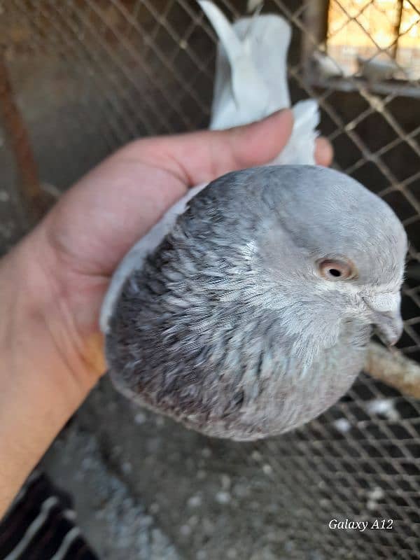 salety lakhay sialkoti teddy rampuri kabootar kabutar pigeons for sale 7