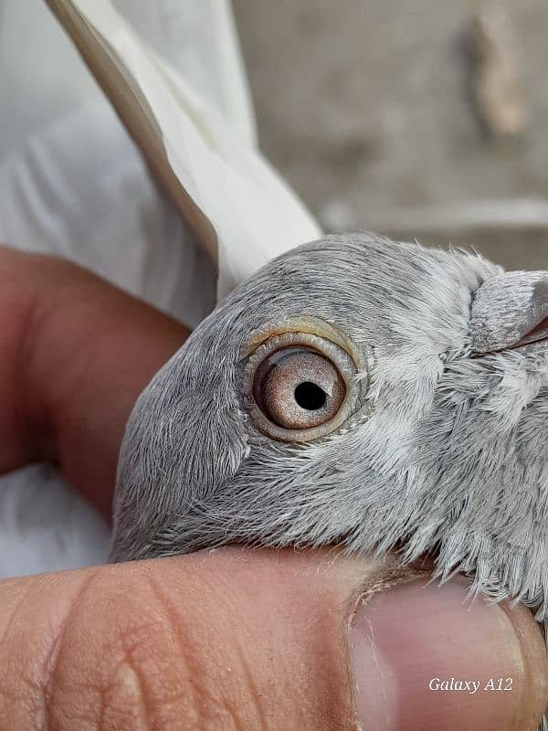 salety lakhay sialkoti teddy rampuri kabootar kabutar pigeons for sale 8