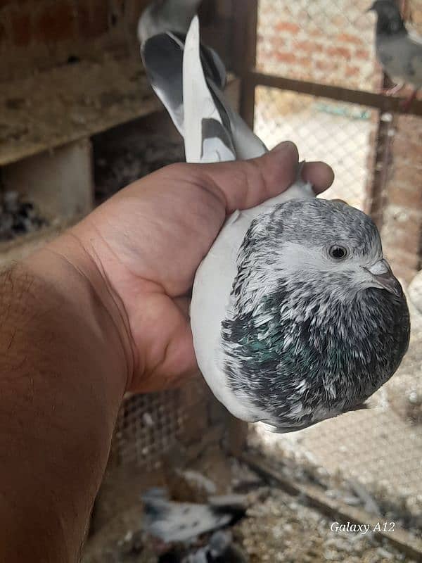 salety lakhay sialkoti teddy rampuri kabootar kabutar pigeons for sale 9