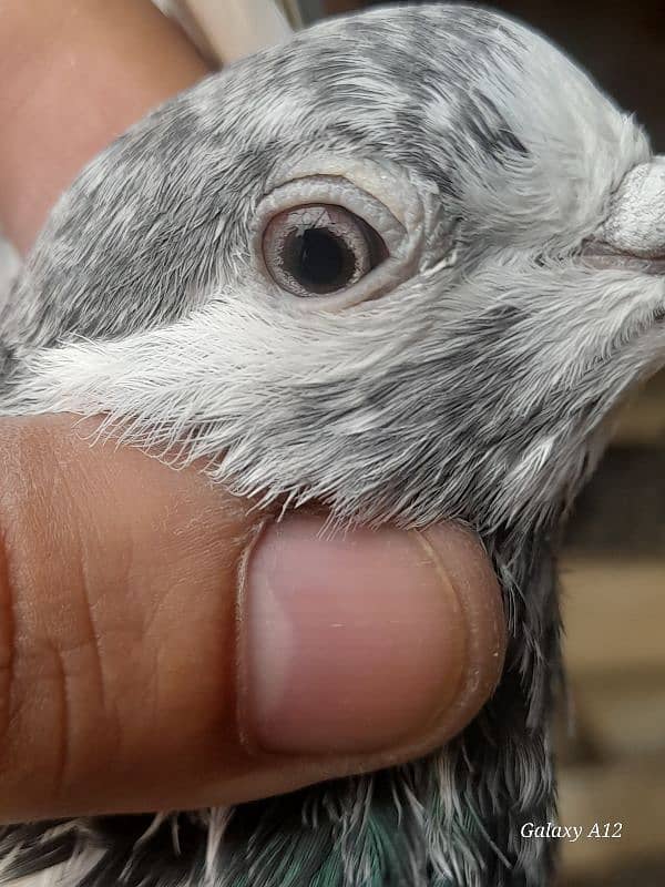 salety lakhay sialkoti teddy rampuri kabootar kabutar pigeons for sale 10