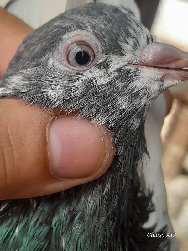 salety lakhay sialkoti teddy rampuri kabootar kabutar pigeons for sale 12