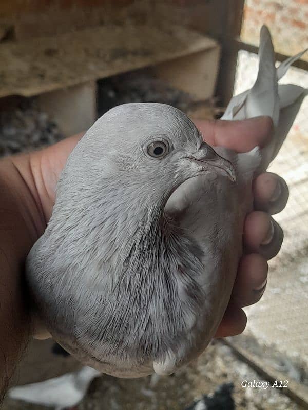 salety lakhay sialkoti teddy rampuri kabootar kabutar pigeons for sale 13