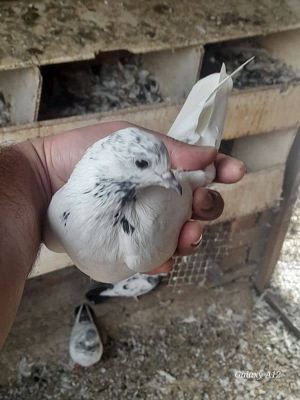 salety lakhay sialkoti teddy rampuri kabootar kabutar pigeons for sale 15