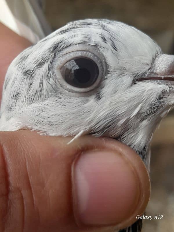 salety lakhay sialkoti teddy rampuri kabootar kabutar pigeons for sale 16