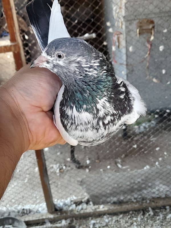 salety lakhay sialkoti teddy rampuri kabootar kabutar pigeons for sale 17