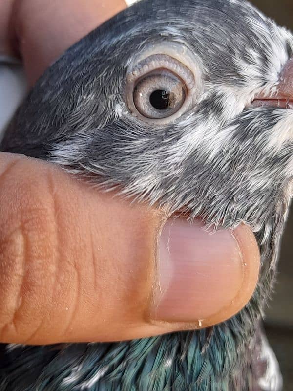 salety lakhay sialkoti teddy rampuri kabootar kabutar pigeons for sale 18