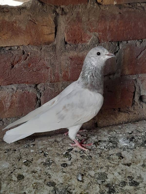 salety lakhay sialkoti teddy rampuri kabootar kabutar pigeons for sale 19