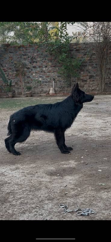 German shepherd puppy 2