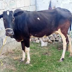 Desi Cow/Wachi