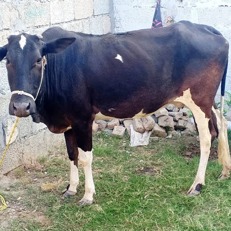 Desi Cow/Wachi 1