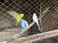 Budgies