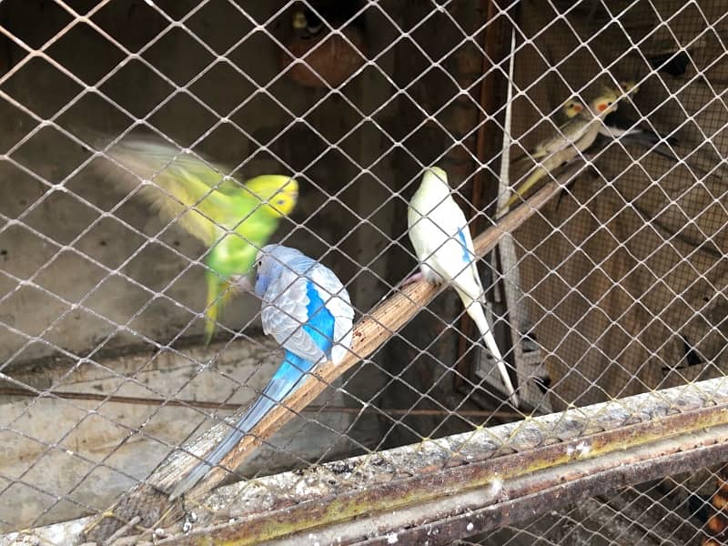 Budgies for sale 0