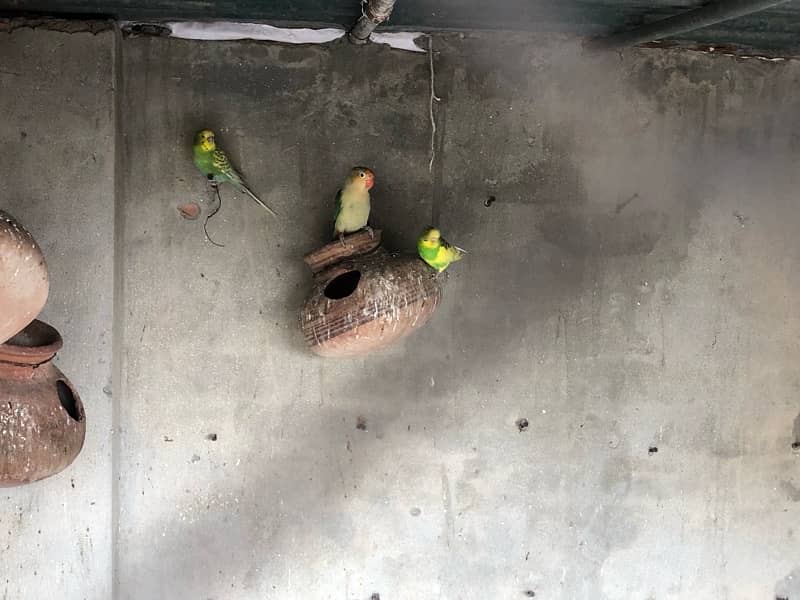 Budgies for sale 1