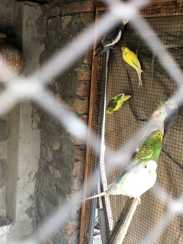 Budgies for sale 2