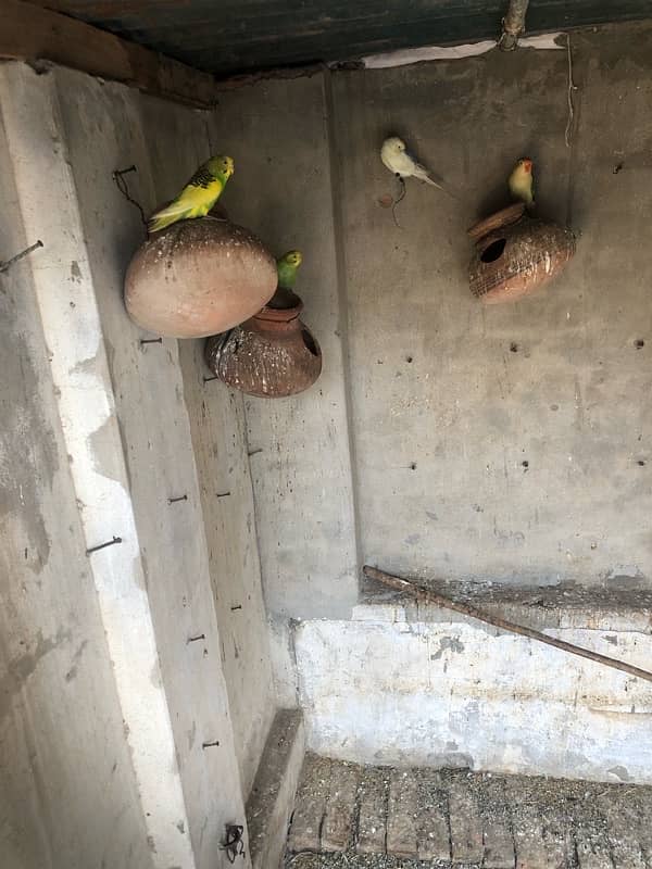 Budgies for sale 3