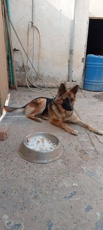 German shepherd female for sale 0