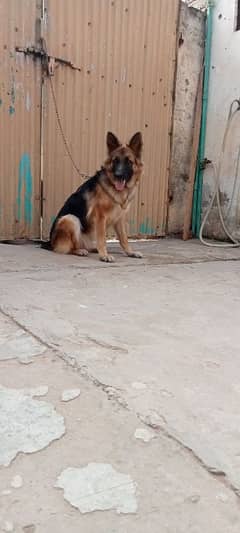 German shepherd female for sale