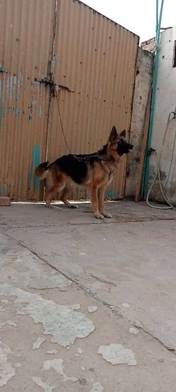 German shepherd female for sale 2