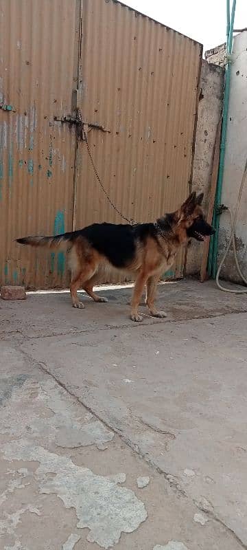 German shepherd female for sale 3